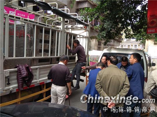 渝东精英赛鸽出征秦岭上太白山现场花絮图